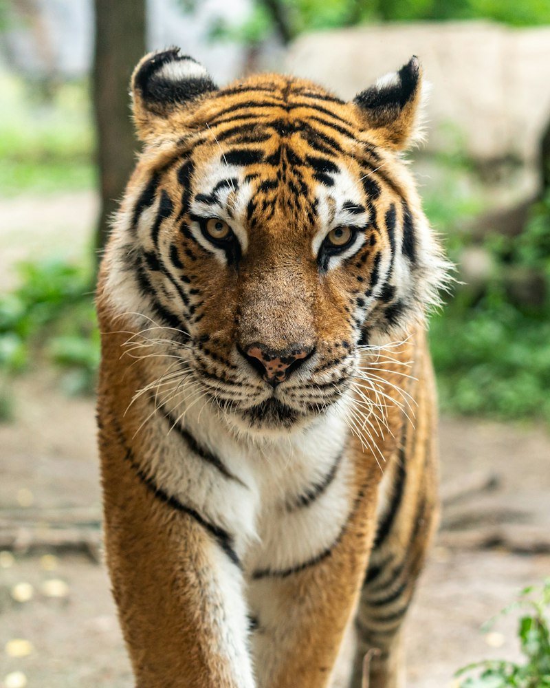 Ranthambore Core Safari Zones 1 to 5